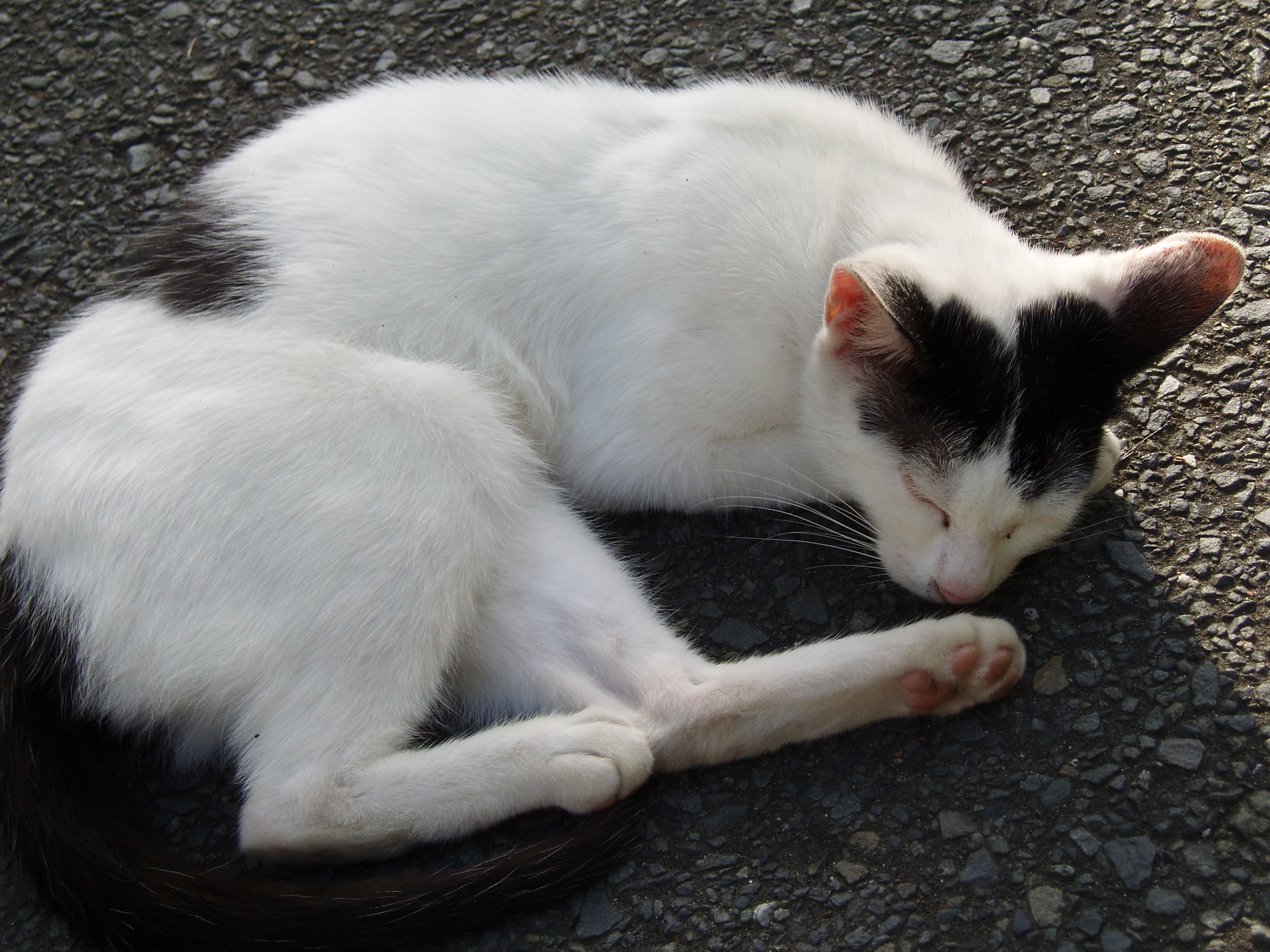 ねこ